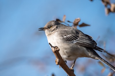brown and white bird on brown tree branch