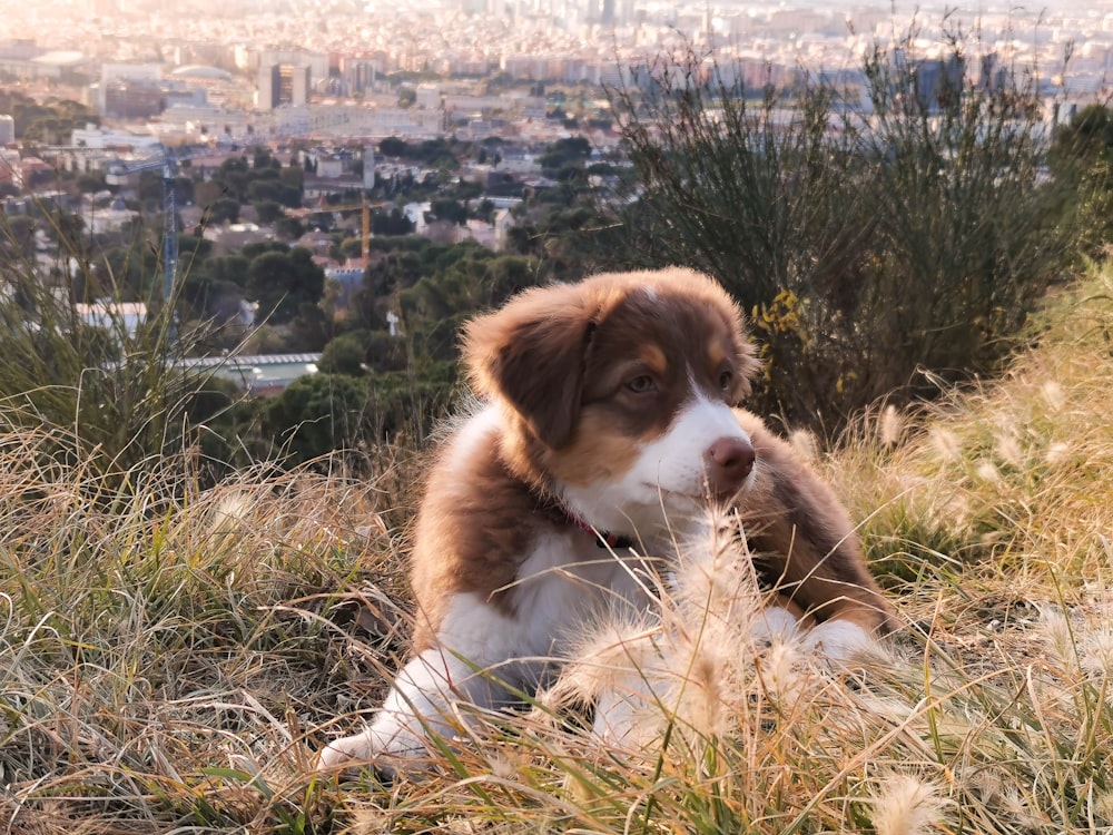 brown and white short coated dog on green grass during daytime