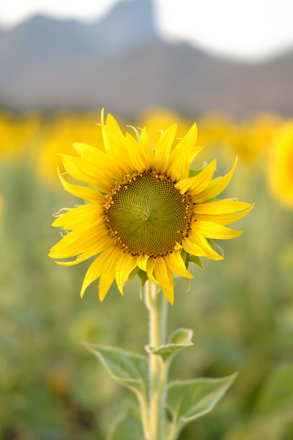 yellow sunflower in close up photography