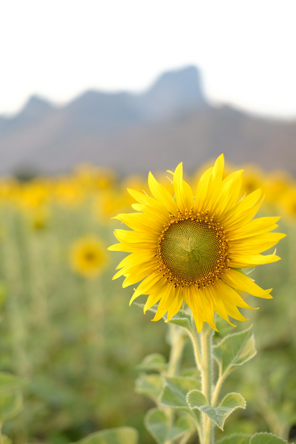 yellow sunflower field during daytime