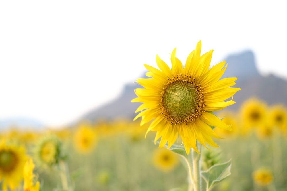 yellow sunflower in close up photography