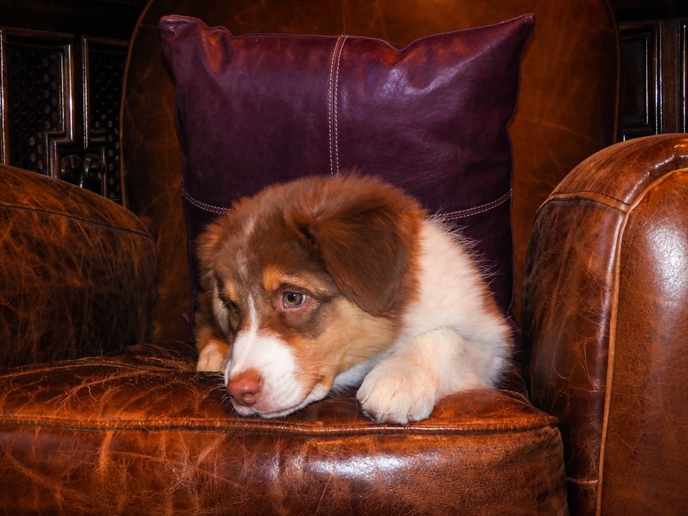 茶色の革張りのソファに横たわっている茶色と白の長いコートの犬