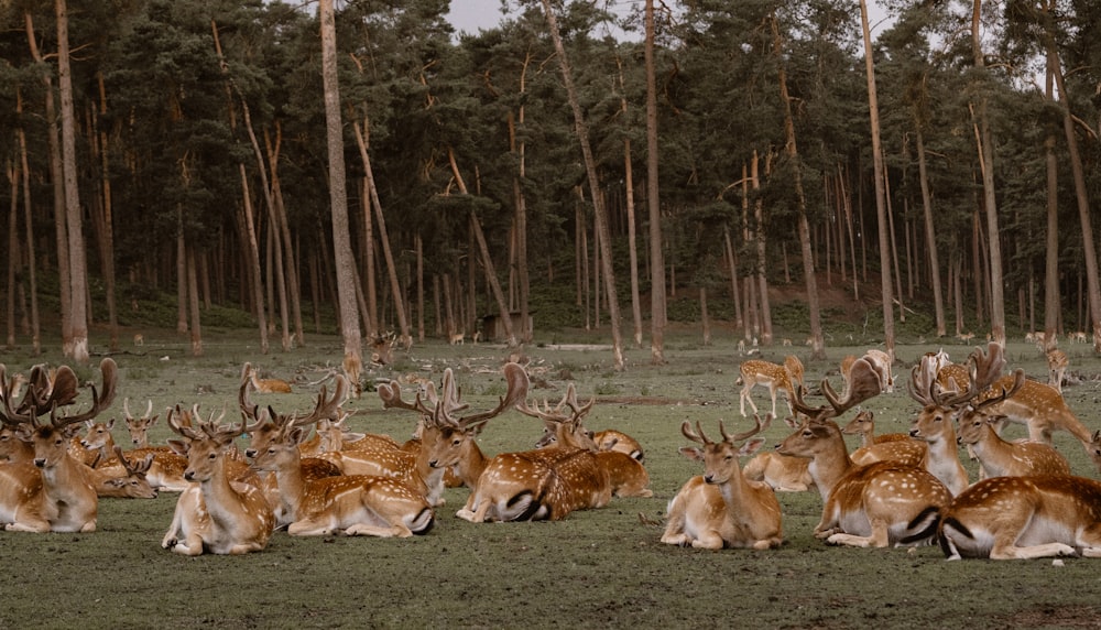 herd of deer on green grass field during daytime