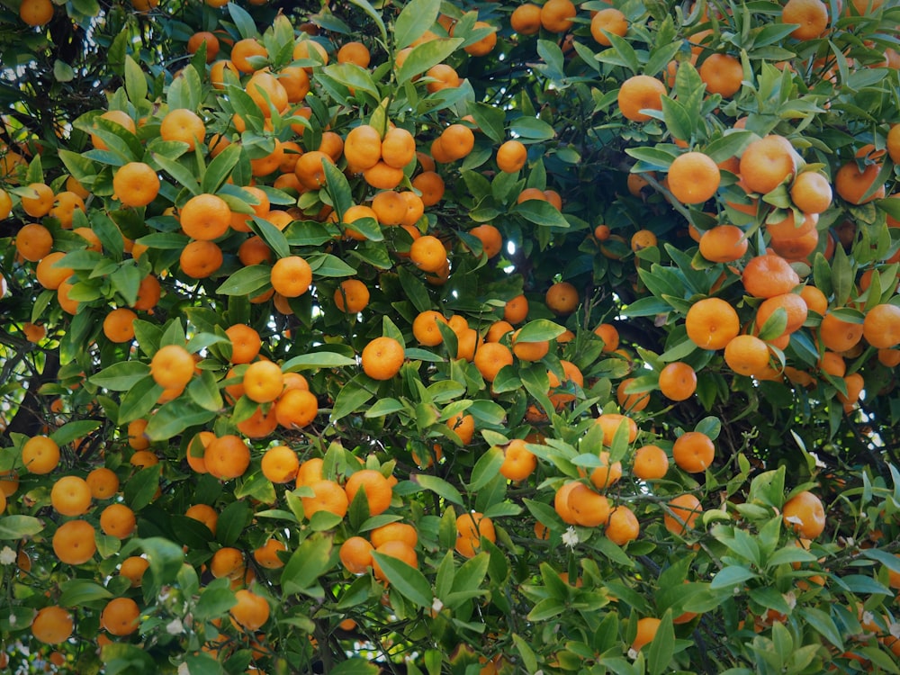 昼間の緑の芝生の上のオレンジ色の果物