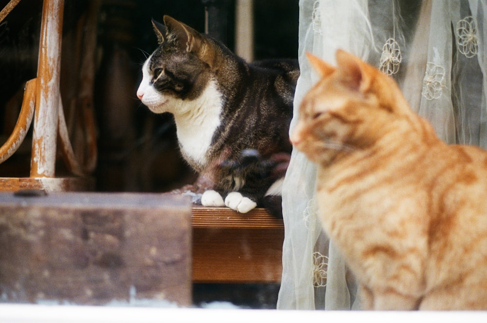 orange tabby cat and brown tabby cat on brown wooden table