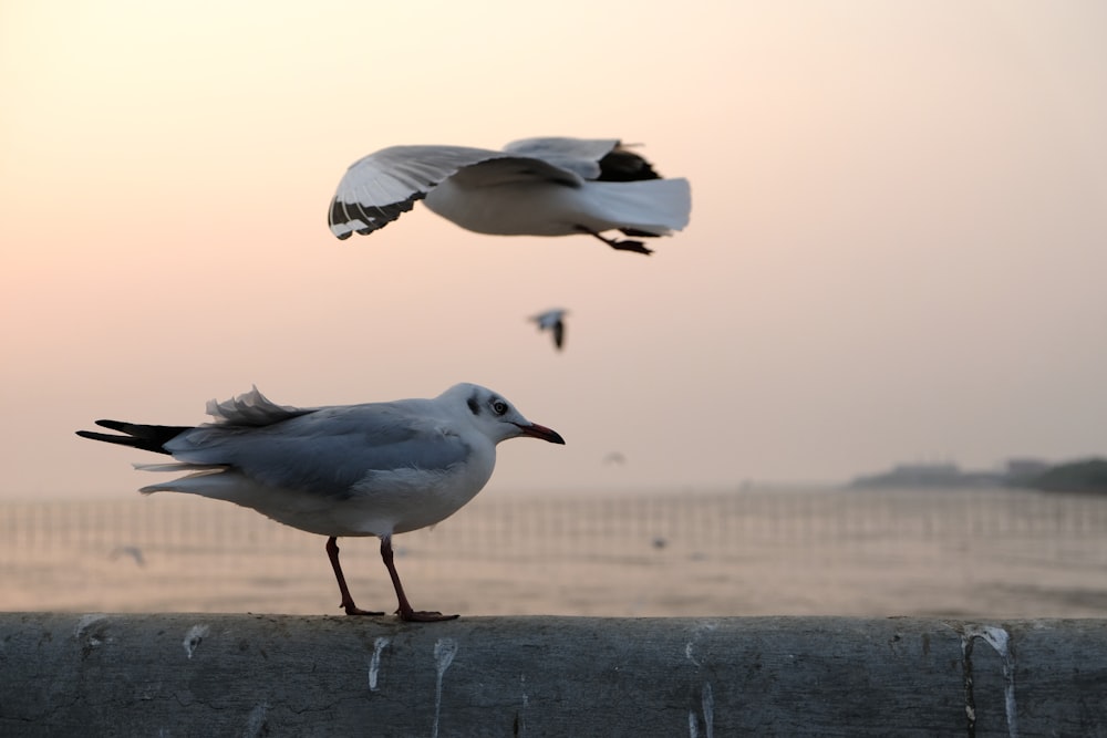 white and gray bird on brown concrete surface during daytime