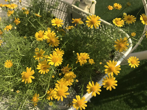Bright sunflowers arranged in a rustic basket, perfect for a cheerful gift.