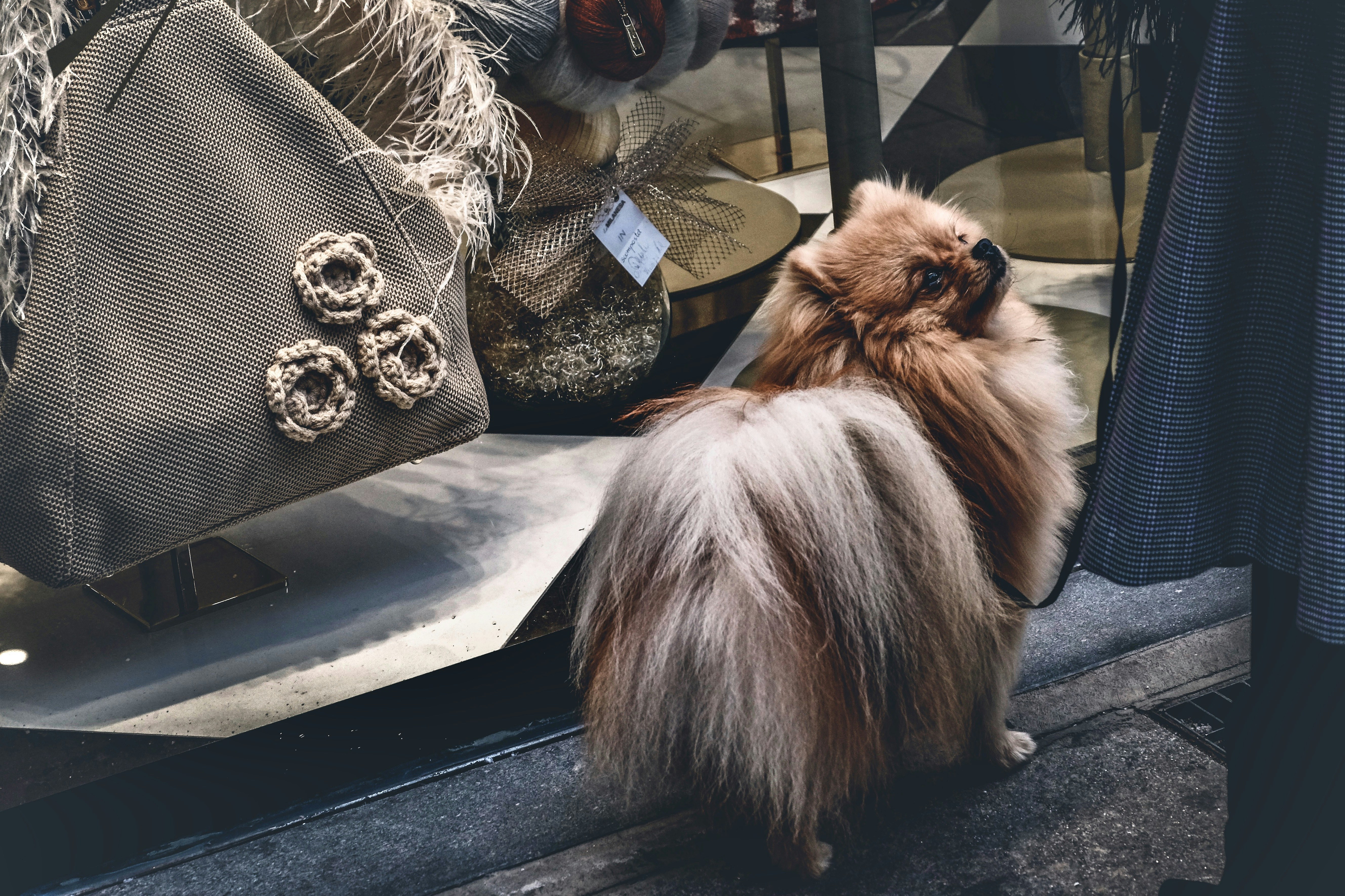 Pet grooming showcase