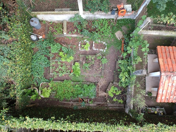 An aerial view of a neatly organized vegetable garden with various plants growing in separate square and rectangular plots. The garden is surrounded by a green hedge and features a small structure with a red-tiled roof. Garden tools and a coiled hose are visible along a fence, and a couple of plastic containers are placed in one corner.