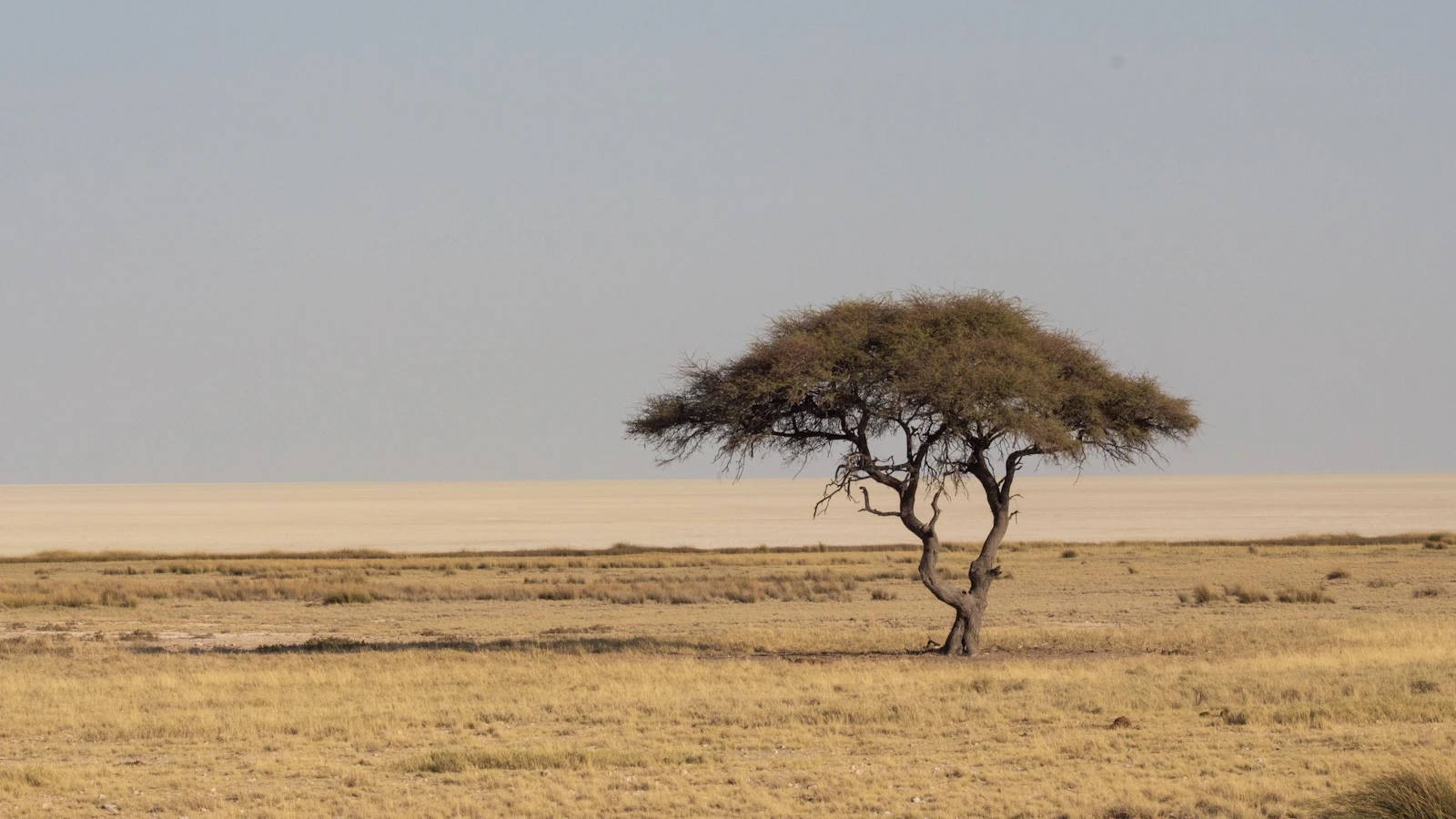 Shambala Private Game Reserve: A Malaria-Free Big Five Reserve in the Waterberg