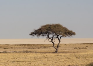 brown grass field with brown tree during daytime