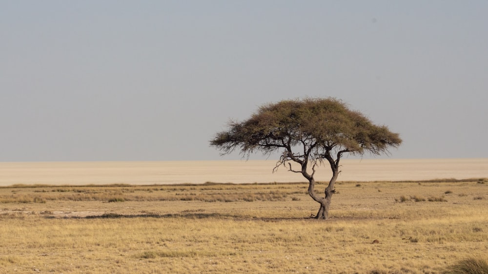 brown grass field with brown tree during daytime