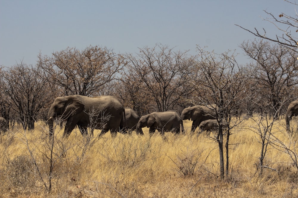 gray elephant on brown grass field during daytime