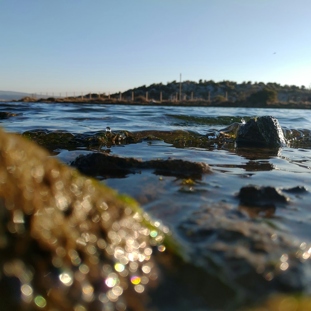 rocky shore with green moss and trees in the distance