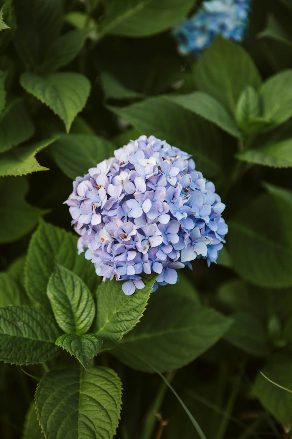 white and blue flower in close up photography