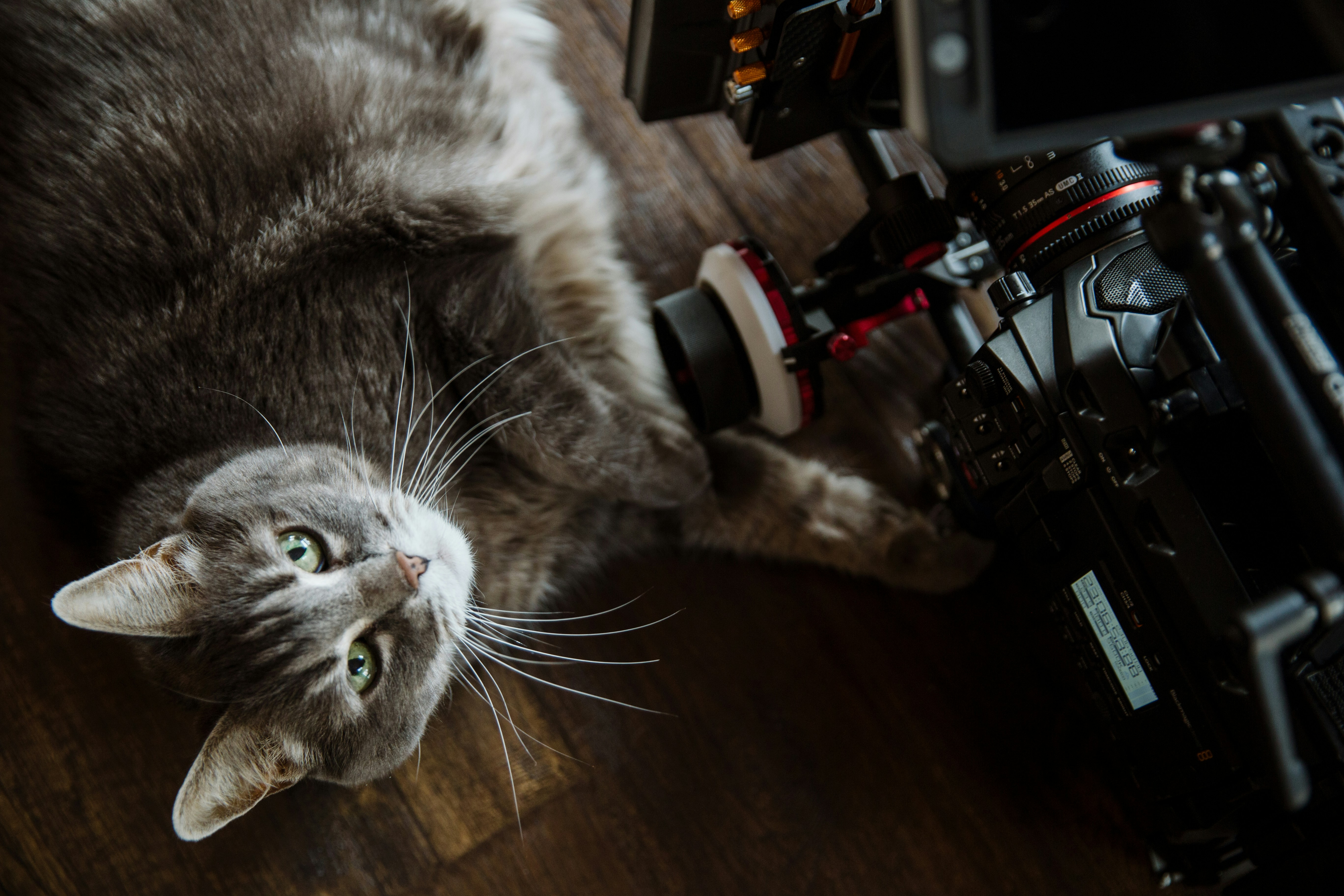 gatto soriano d'argento su tavolo di legno marrone