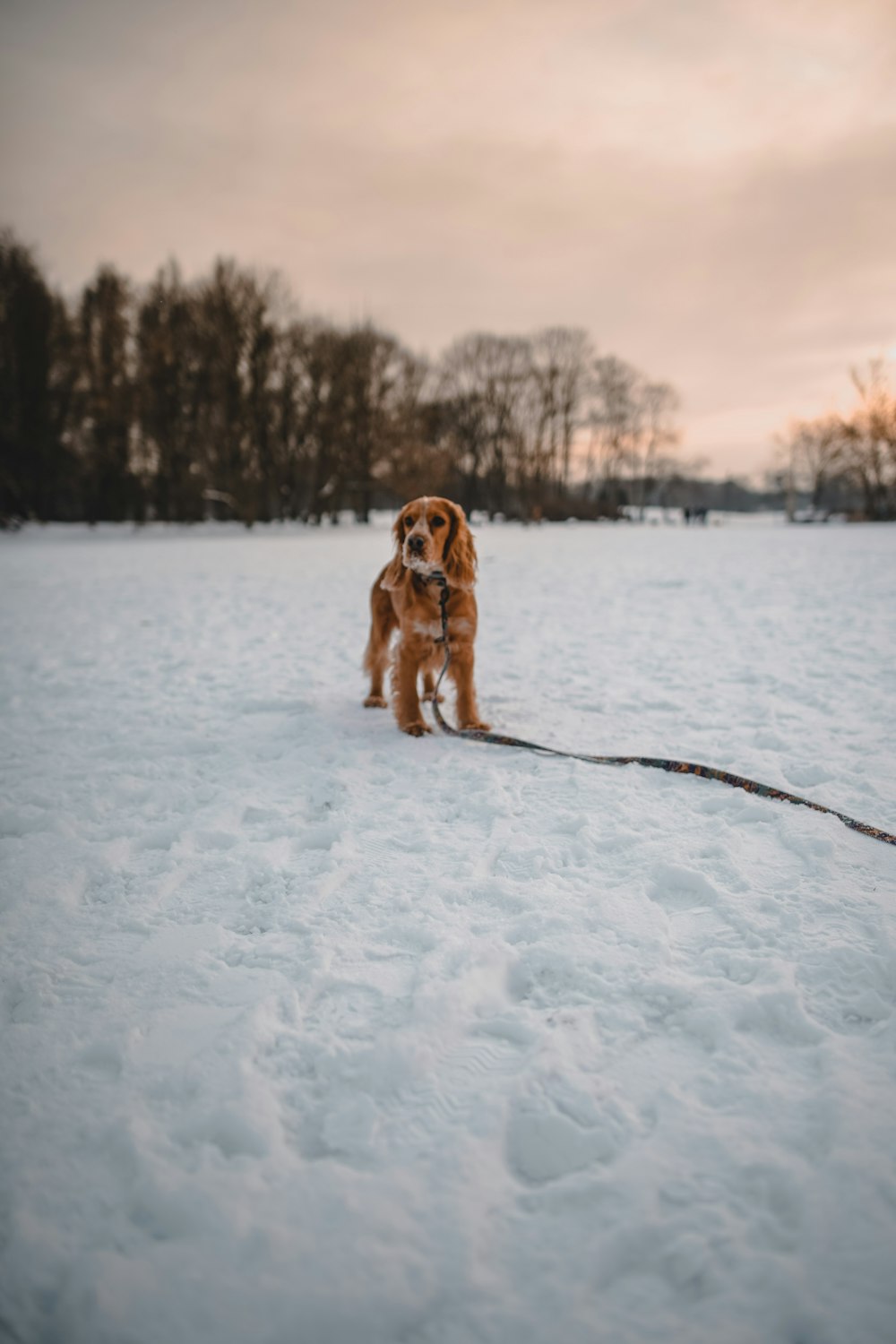 brown dog running on snow covered ground during daytime