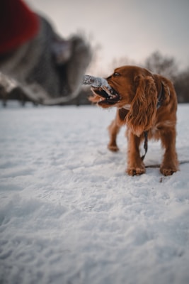 brown long coated dog on snow covered ground during daytime