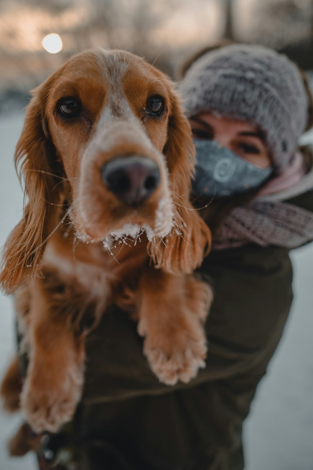 brown and white short coated dog