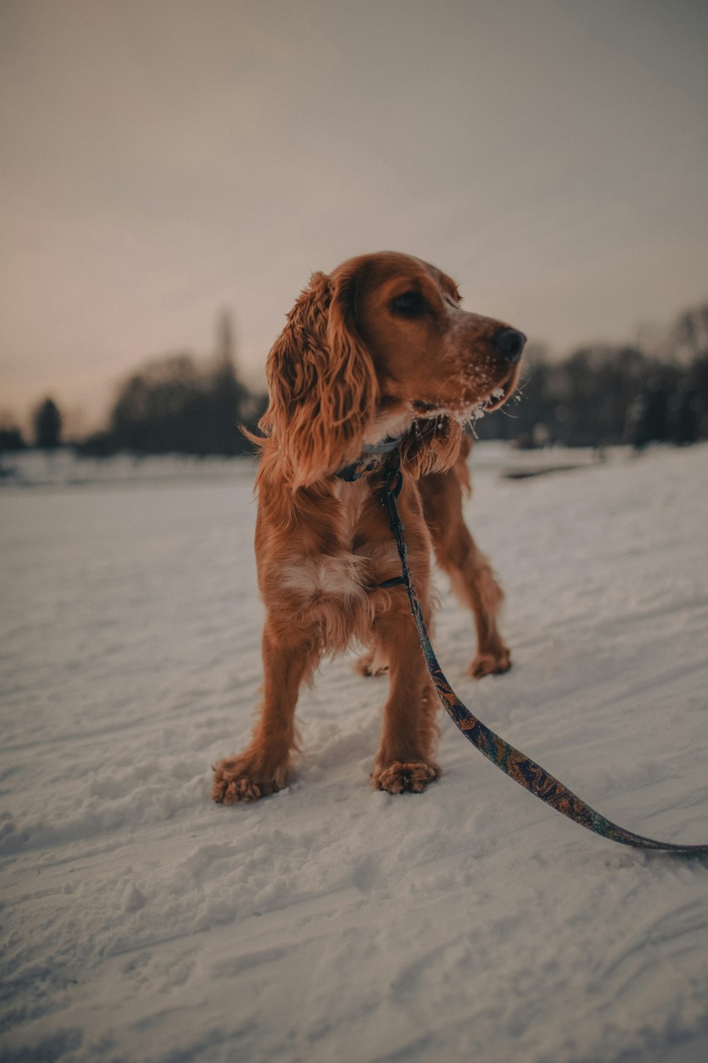 brown long coated small dog on snow covered ground during daytime