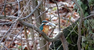 blue and brown bird on brown tree branch during daytime