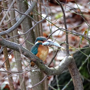 blue and brown bird on brown tree branch during daytime