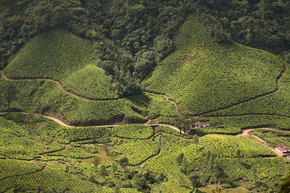 aerial view of green trees and grass field