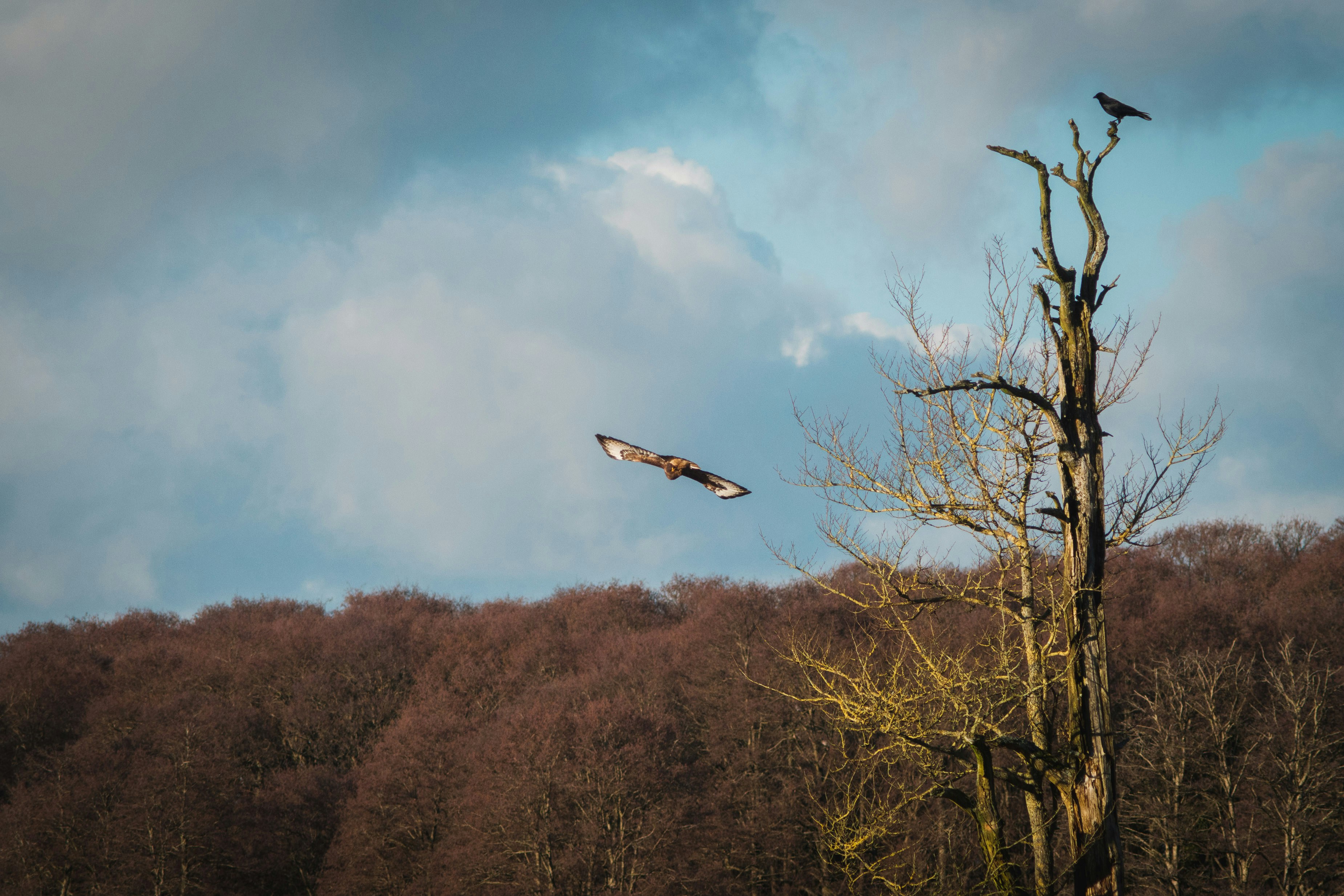 Photo by alken