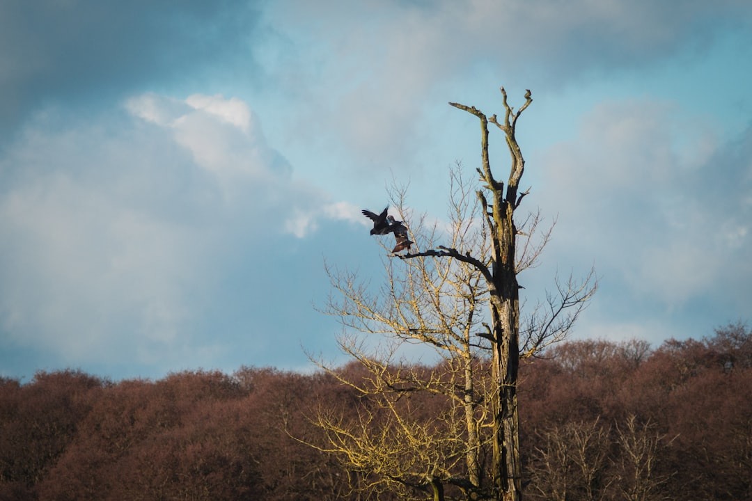 black bird on brown bare tree during daytime