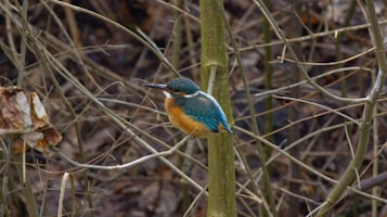 A kingfisher with vibrant turquoise and orange plumage perches on a slender branch surrounded by leafless twigs and branches.