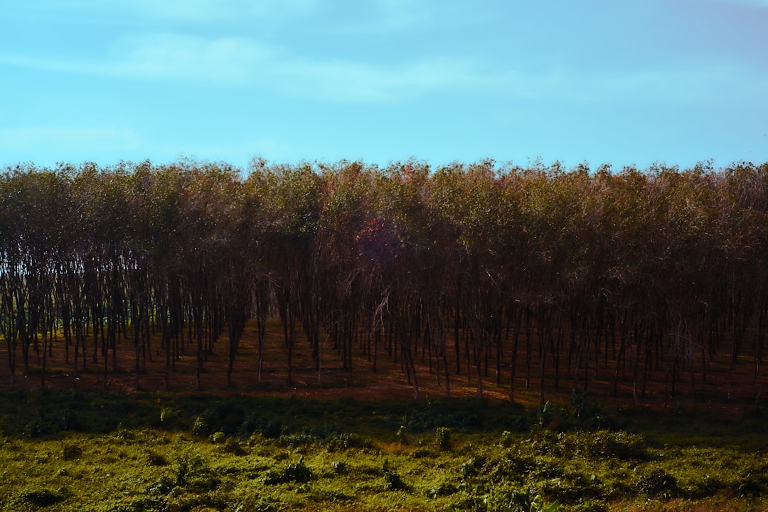 brown trees under blue sky during daytime