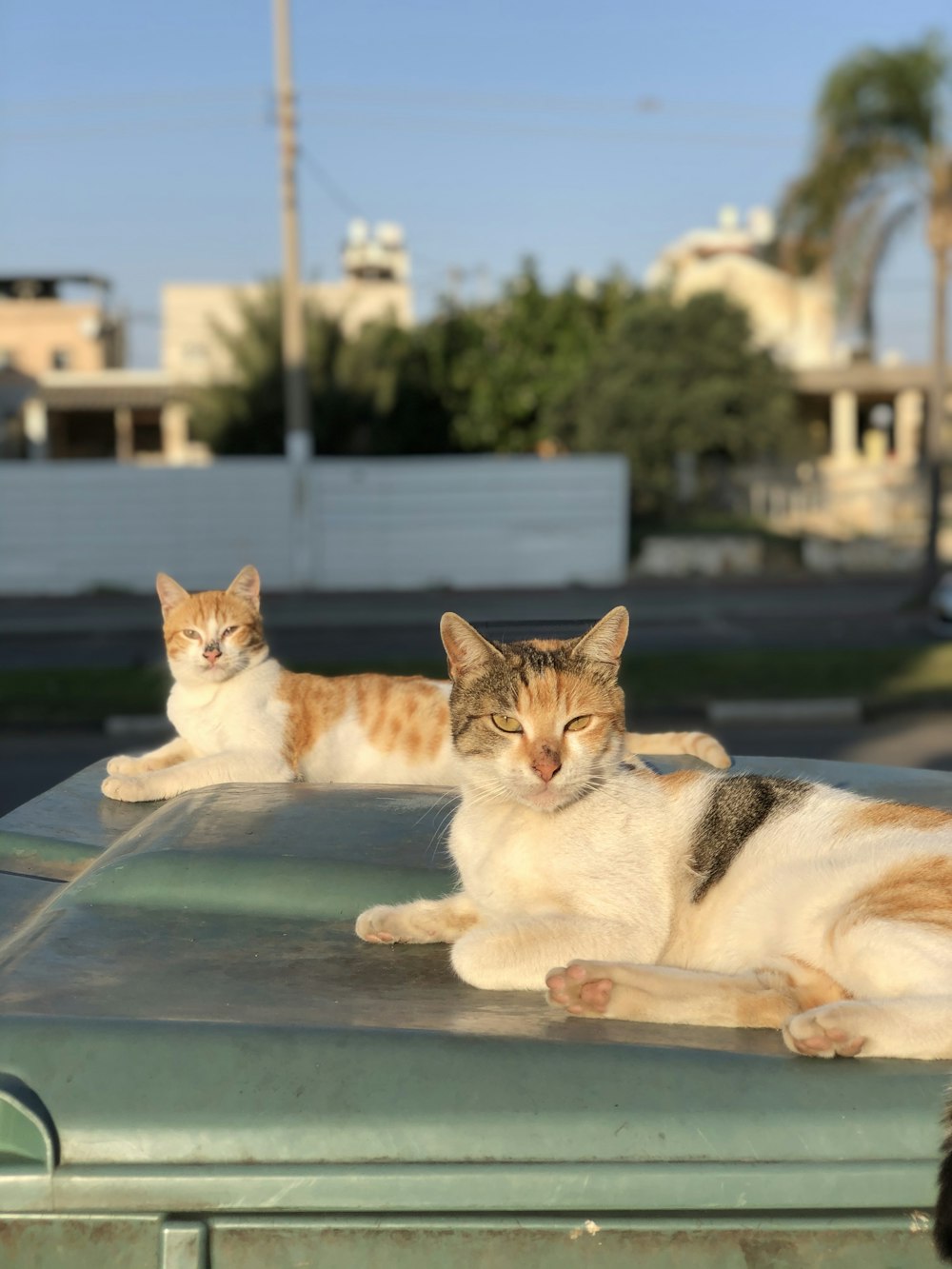 orange und weiße Tabby Mix Katze auf Glastisch