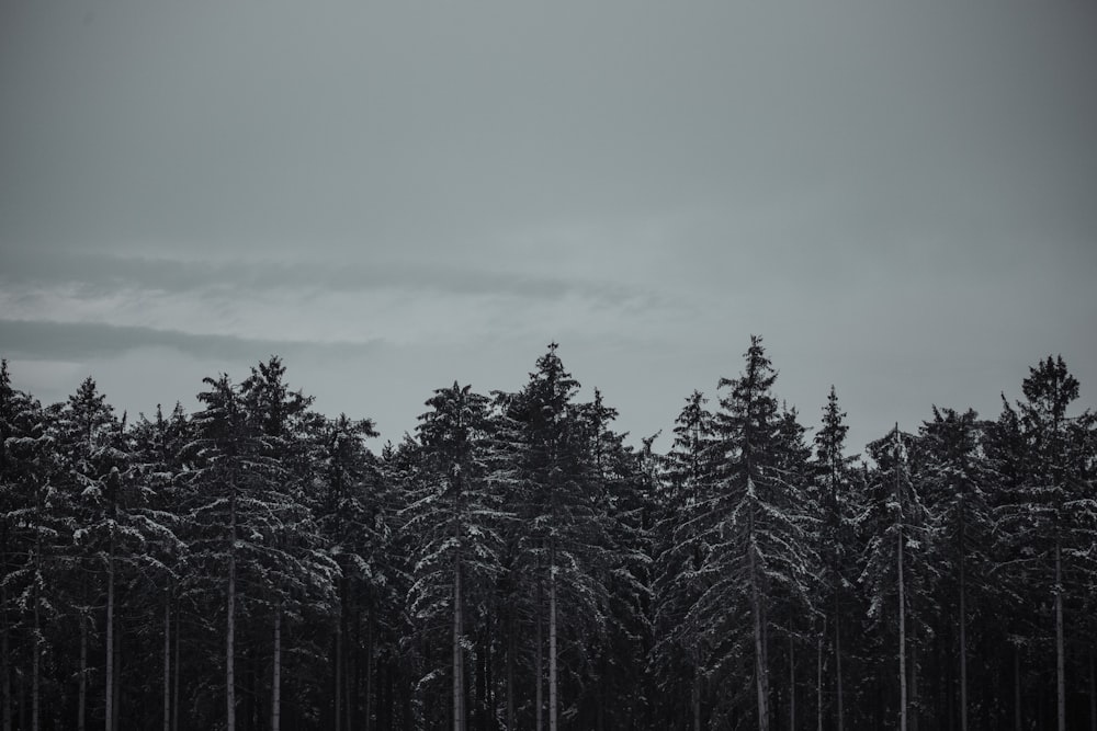 green pine trees under gray sky