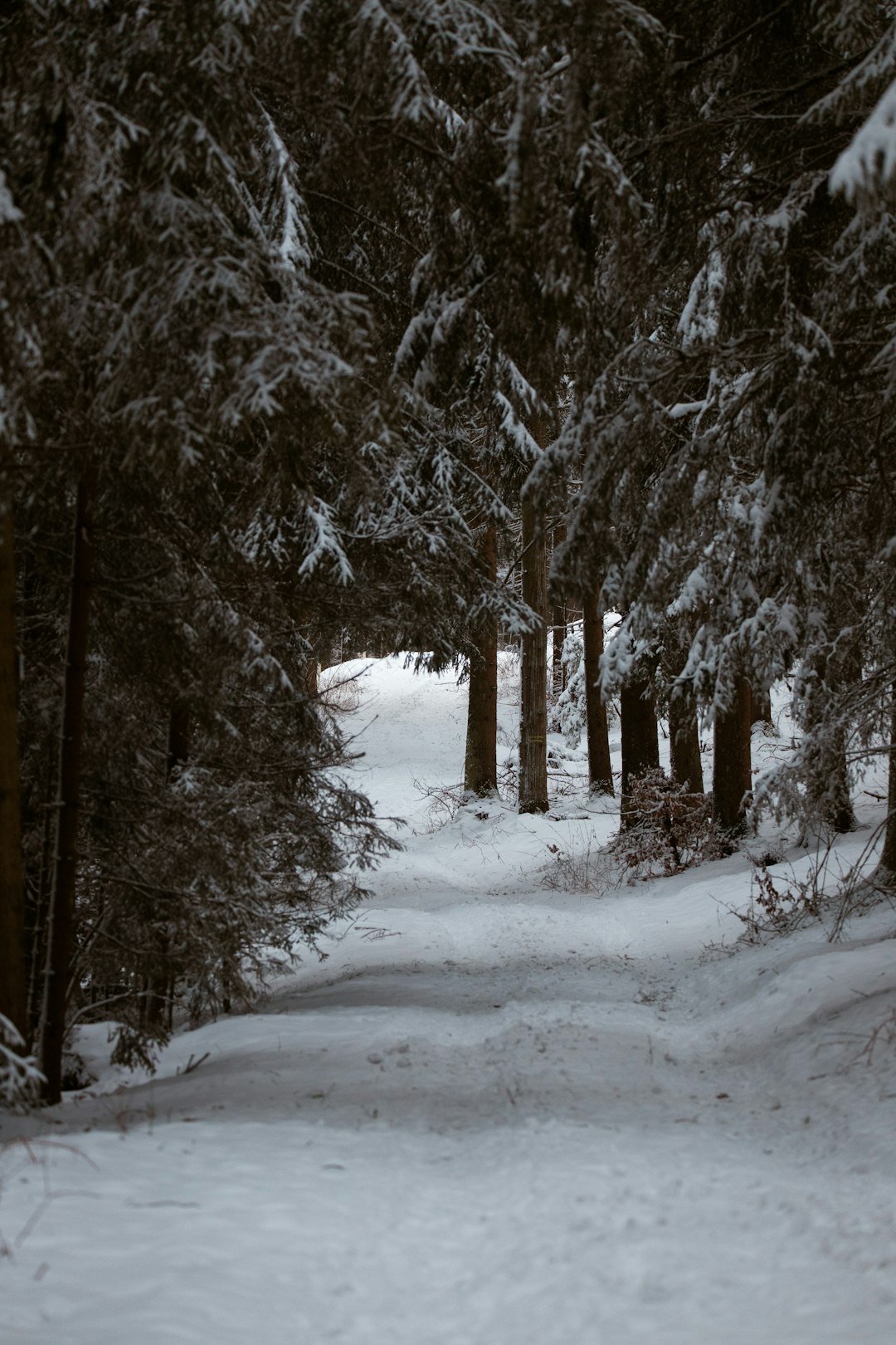 snow covered trees during daytime