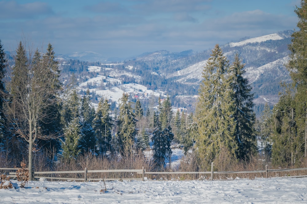 green trees on snow covered ground during daytime