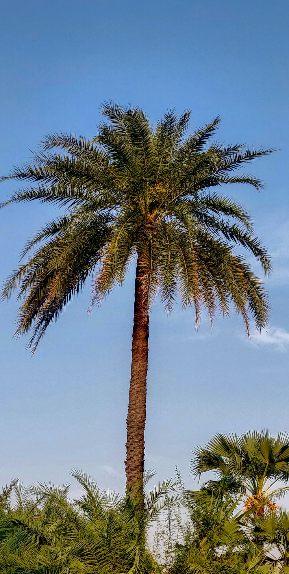 green palm tree under blue sky during daytime
