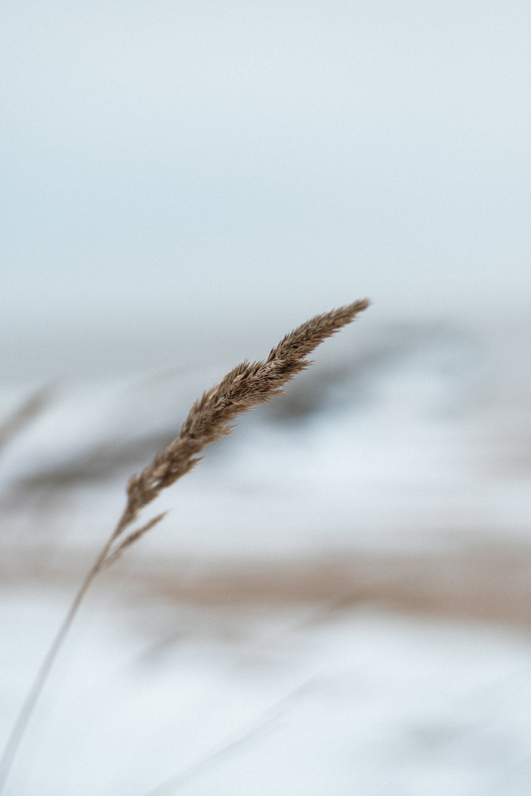 brown wheat in close up photography