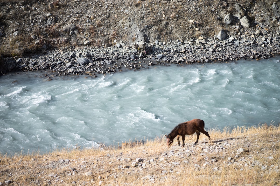 brown horse on brown grass field near river during daytime