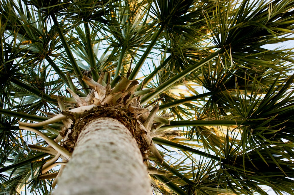 green and brown tree during daytime