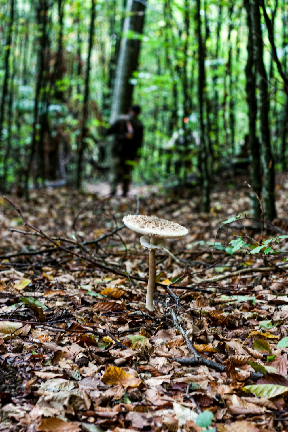 brown mushroom in the middle of forest during daytime