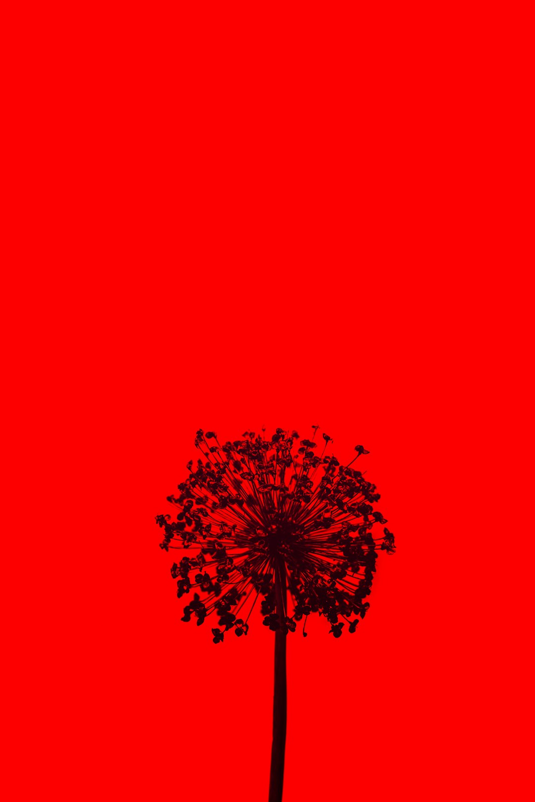 red and black tree illustration