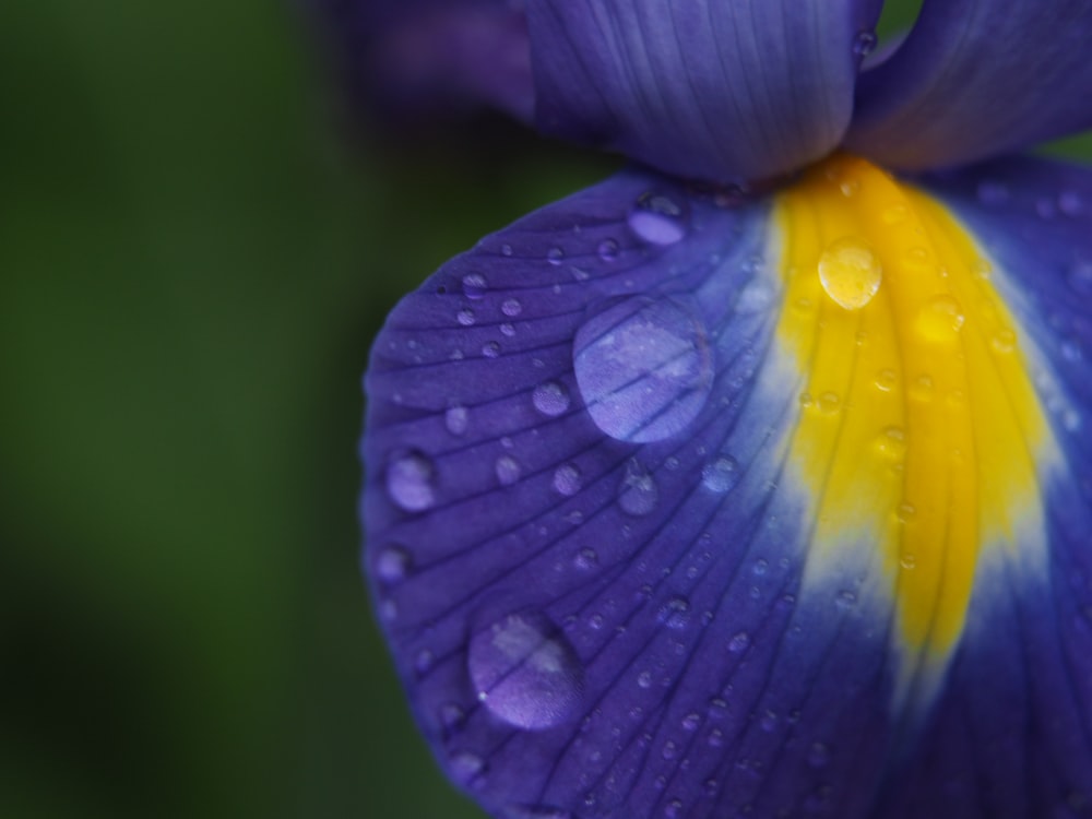 purple and yellow flower with water droplets