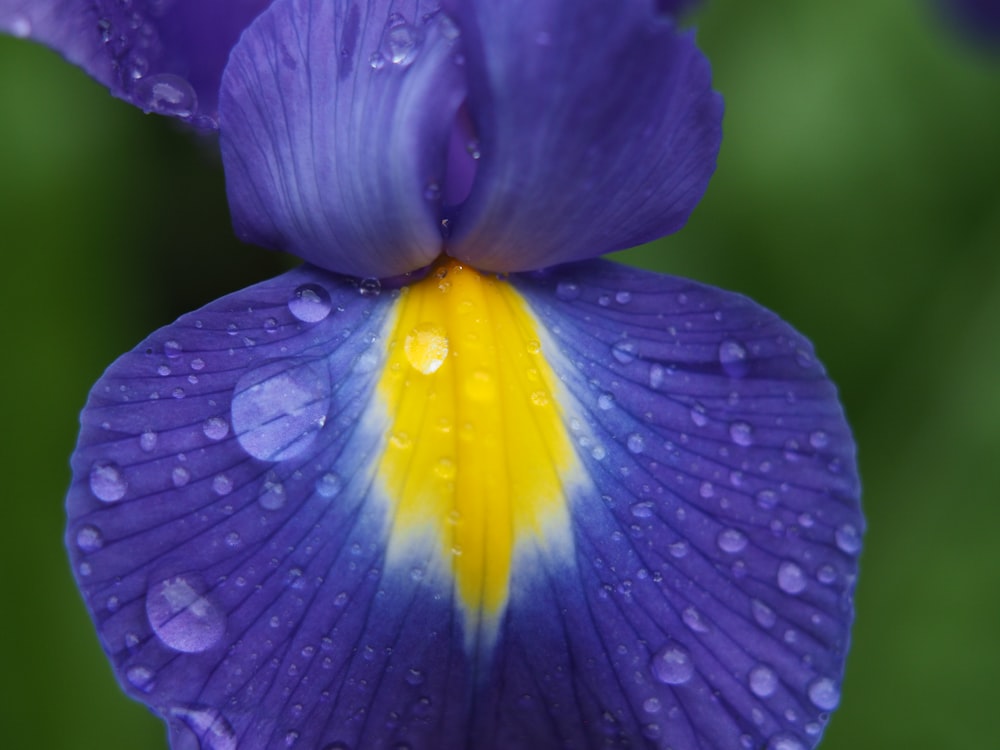 purple and yellow flower with water droplets