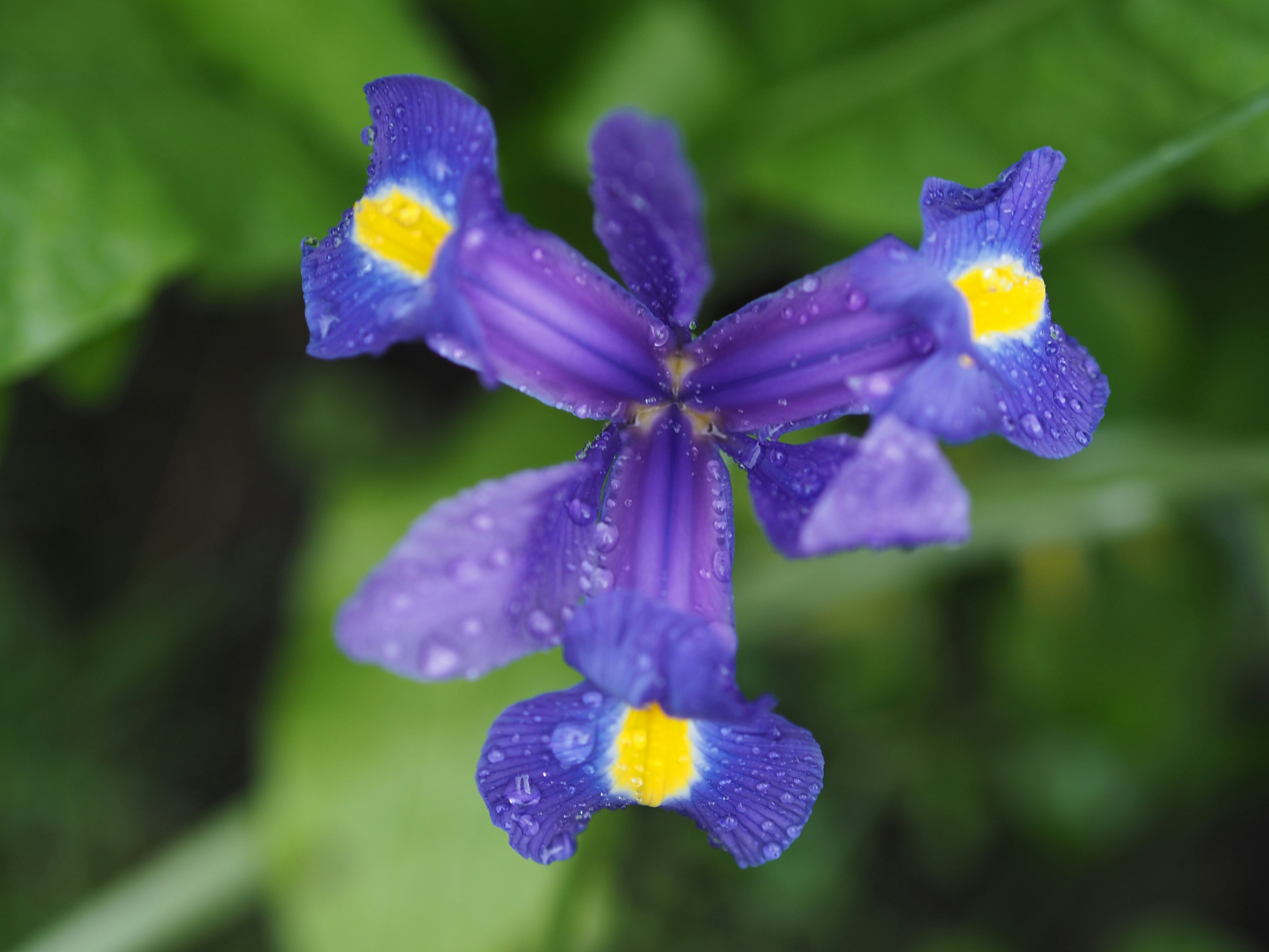 purple flower in tilt shift lens