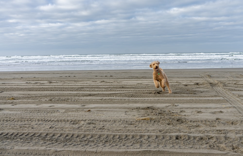 brown short coated dog on beach during daytime