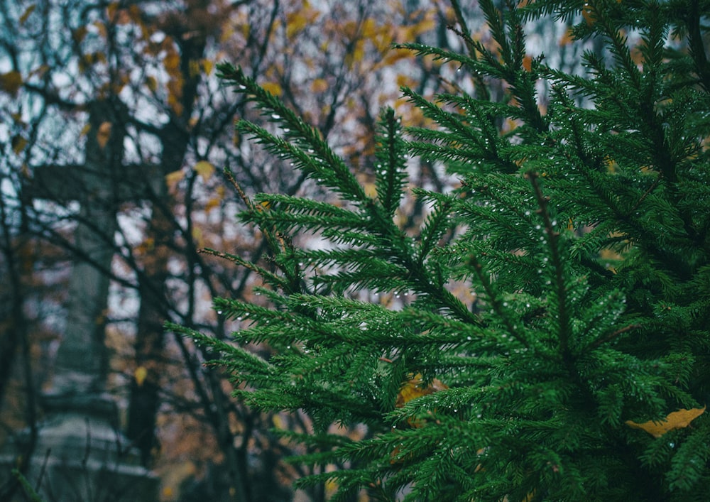 green pine tree during daytime