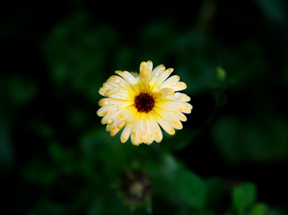 yellow flower in tilt shift lens