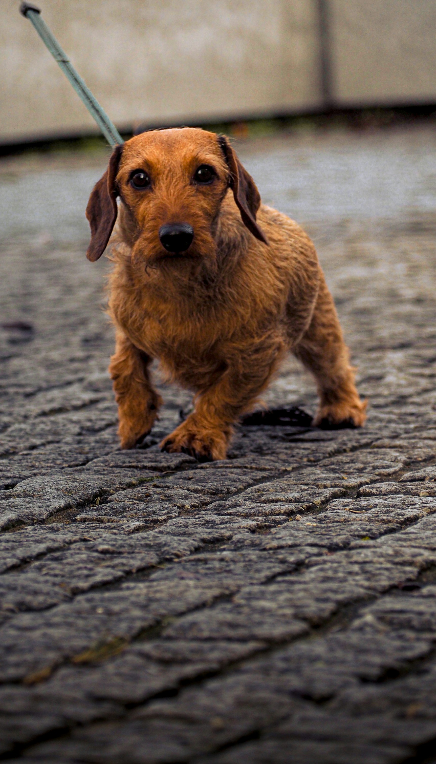 Photo by studiowattier