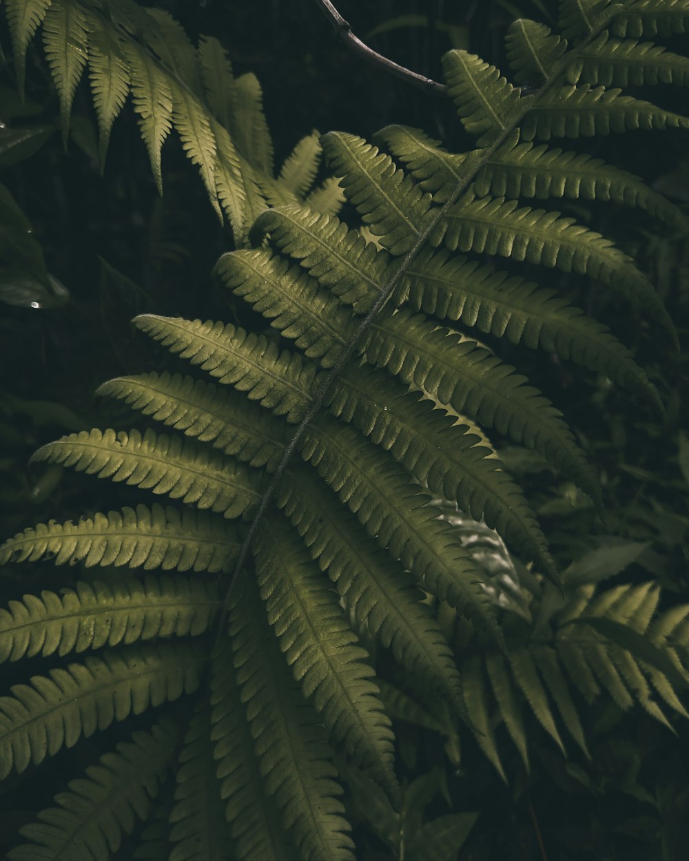 green fern plant during daytime