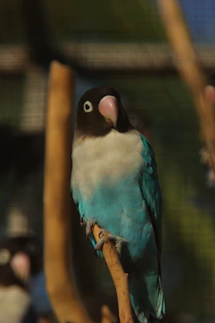 blue and black bird on brown tree branch